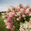 Green to White Pink Hydrangea Bush Plant Tree Live Shrub in Pot, Starter Plant 4 to 9 Inches, Hydrangea Tree, Dormant, Change Color Blooms