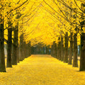 Ginkgo Tree Live Plant, Potted Ginkgo Plant Live, 8 to 11 Inc Tall, Shrub Tree Plant