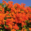 04 Mexican Flame Vine Live Plants for Spring Planting, 4-6" in Tall, No Pot, Fast-Growing and Blooming, Orange Flower