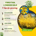 Lynwood Forsythia Plant Live, Gold Forsythia Shrub Well Rooted from 4 to 7 Inches Height, Fragrant and Vibrant Yellow Lynwood Bush, 4 Inches Pot