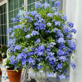 2 Blue Plumbago Live Plant 4-8 Inches Tall, Blue Plumbago Plants, Perennial Flowers Plants for Your Garden, No Pot