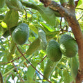Avocado Tree Live Plant, Live Avocado Plant Seedling, 4 Inc Potted, Fruit Gardening Outdoor
