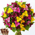 10 Assorted Trillium Bulbs, Perennial Flower Bulbs, Trillium Bulbs for Growing Outdoors Indoors