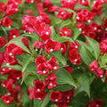 Red Weigela Live Plant for Garden, 4 Inch Pot Flower Plant, Red Weigela Bush Plants for Outdoor Garden