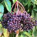 Black Elderberry Plant Live, Backyard Berry Plant, 10-12 Inch Tall