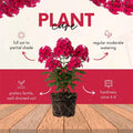 Hot Pink Phlox Plant 3-5 Inches Tall, Phlox Live Plant, Hardy Perennial with Colorful Blooms for Garden and Patio