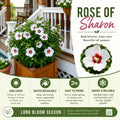 White Red Rose of Sharon Plant, Summer Bloom Garden Shrub, 6-12 Inch Tall