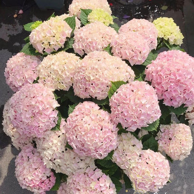 Blue Pink to Purple Hydrangea Flower Live Plant 4" Pot, Hydrangea Shrub Flower Plants for Outdoor or Indoor Planting, Change Color Perennial Plant
