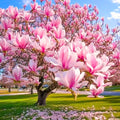 Magnolia Tree Live Plant for Planting, Magnolia Flowers Bush 6 to 12 Inches Height, in Pot, Fragrant Magnolia Shrub (Jane Magnolia)