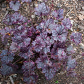 Purple Heuchera Plant Live, Purple Heuchera Coral Bells Live Plant for Gardening Indoor, 4 Inc Pot