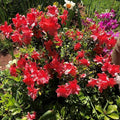 Red Reblooming Azalea Rhododendron Plant Live in 4 Inch Pot, Azalea Rhododendron Bush Shrub, Bloom in Spring, Late Summer, Fall Rebloom