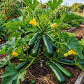 Set 2 Green Squash Zucchini Plants Live Vegetable Plant, 5-7''