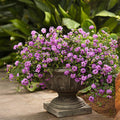 Mixed 4 Lantana Plants Live for Planting Outdoor, Lantana Trees or Trailing, Ready to Bloom, Hardy, Long Blooming Vibrant Perennial, 4-6" in Tall Spring Growing