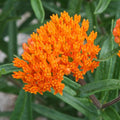 2 Milkweed Live Plants 4–7 Inches Tall, Milkweed Flowering Plants for Garden Beds, Borders or Landscape (Orange Milkweed)
