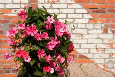 2 Pink Mandevilla Plant Live, Mandevilla Live Plant, Mandevilla Vine Plant, 4 to 6 Inc Tall, Shrub Plant Live