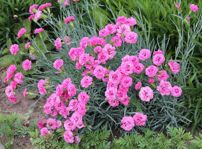 Dianthus Perennial Plants, Tiny Dianthus Fragrant, Hardy Groundcover 2.5 Inc Pot