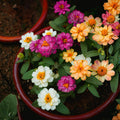 2 Zinnia Plants Live 4 Inch Pot, Flowering Annual Plant for Garden Planting, Bright Zinnia Flowers Starter 4-8 Inch, 2 Plants per Pot