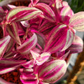 Pink Wandering Jew Plant, Live Pink Wandering Jew Vine, Fully Rooted Rare Indoor Plant, 3 Inc Pot