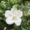 Rose of Sharon Plant, Hardy Althea Hibiscus Flowering Shrub in 4'' Pot, Outdoor Garden Starter Plant for Landscape or Hedge (Double White)