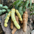 Tamarind Tree Live Plant, 4 Inc Pot, Tamarind Plant Live from 5 Inc Tall