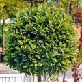 Laurus Nobilis Bay Leaf Tree Plant 5 to 9 Inches Height, Sweet Bay Leaf Tree Live Plant for Growing Your Garden
