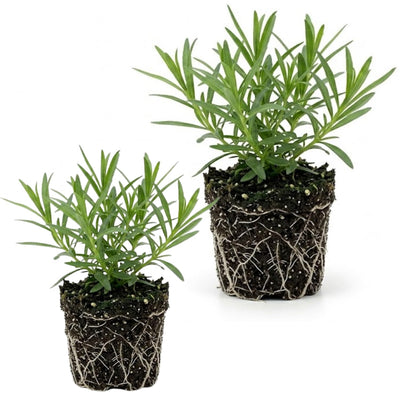 Set 2 French Tarragon Plants, 2-5" Tall Herb Starter Plants, Tarragon Herbs Plant for Garden