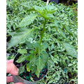 2 Pequin Hot Pepper Plants Live in 2.5 Inch Pot for Planting Outdoor, 2 Plants in 1 Pot