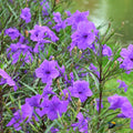 06 Mexican Petunias Live Plants for Spring Planting, 4-6" Well Rooted for Outdoor Growing, No Pot, (Purple Petunia)