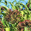 Elderberry Plant, Elderberry Bushes Live Plant, Quart Pot, 6 to 10 Inch Tall, Dormant in Winter