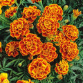 Marigold Plants Live, Marigold Flowering Plant 3-5'' Tall, 2 Plants per Pot, Zones 9-11