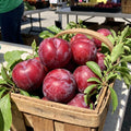 Red Plum Tree Live Plant, Plum Fruit Tree Plant, 2-3 Ft Tall