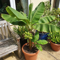 Dwarf Cavendish Banana Live Plant, Sweet Yellow Fruit Tree, 12 Inch Tall