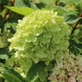 Green Hydrangea Plant Live in 2.5 Inch Pot, Appx 10 to 12 Inch Hydrangea Flower Starter Plant for Garden