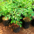 2 Moringa Trees Live Plants, Malunggay Drumstick Horseradish Tree, Moringa Oleifera 6"-8" Tall for Planting