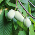 2 Bare Roots, Paw Paw Plants Live, Common Pawpaw Tree Live Plants, 6 to 11 Inc in Height