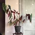 Trailing Begonia Plant Live, Rare Begonias Live Plant, 4-8 Inc Starter Indoor Outdoor Houseplant (Pink Leaf with White Spots Begonia)