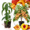 Elberta Peach Tree Plant Live, 1-2 Ft Tall