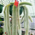 Monkey Tail Cactus Plant, Trailing Cactus Succulent Well Rooted 6-8 Inch Tall, Ornamental Houseplant for Hanging Basket