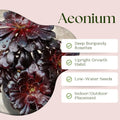Easy Care Aeonium Plant Live 4” Pot, Rare Succulents Plants Live, Well Rooted, Easy Care House Plants (Black)