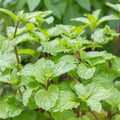 Peppermint Plant in 4 Inch Pot, Peppermint Herbs Plants for Garden, Indoors, Fragrant Herb Live Plant Potted