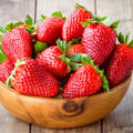 Pack 10 Sweet Juicy Strawberry Plants Live for Planting Outdoors, 3 to 4 Inch Tall, Well Rooted Strawberry Plants