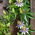 White Passion Flower Plant, Passion Flower Vine Perennial for Outdoor Garden, 4 Inc Pot
