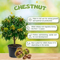 Chestnut Tree Live Plant, Edible Chestnut Tree, 6-12 Inch Tall