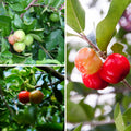 2 Barbados Cherry Tree, Edible Cherry Fruit Tree, Tropical Fruit Plant, 4-7 Inch Tall, Ready to Grow