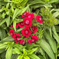 Pack 2 Red Dianthus Live Plant, Red Carnation Flower in Pot, Perennial Plant for Garden and Container Growing, 5-8" in Tall