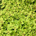 Golden Oregano Live Plant 3" Pot, Golden Oregano Leaf Plant, Fragrant Herb Seedlings Grow Indoor Outdoor