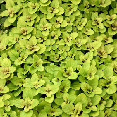 Golden Oregano Live Plant 3" Pot, Golden Oregano Leaf Plant, Fragrant Herb Seedlings Grow Indoor Outdoor