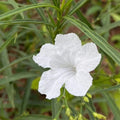4 Mexican Petunia Live Plants 4–7 Inches Tall, Mexican Petunia Flowering Plants for Borders, Beds or Landscape (White)