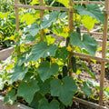 2PPP Cucumber Live Plants, Cucumber Vegetable Plant for Outdoor Planting
