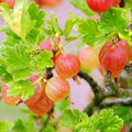 Sweet Gooseberry Bush Live Plant Well Rooted, Edible Gooseberry Plant Live for Planting Home Garden